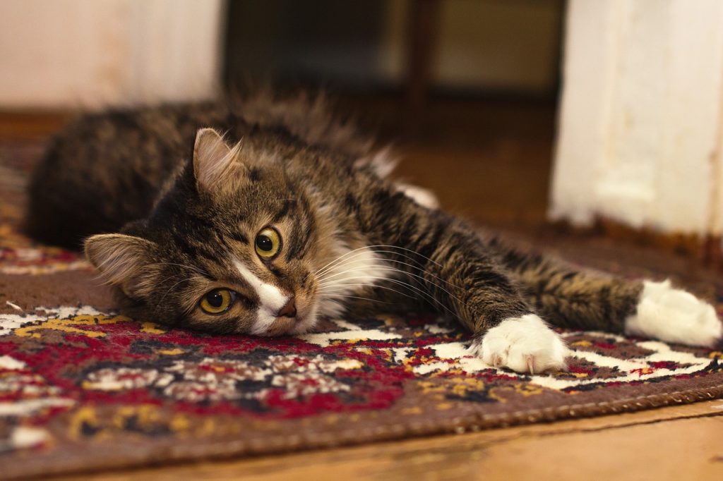 gato y alfombra pelos