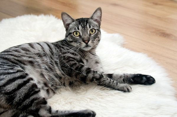 Diyafas Antideslizante Gatito de Mantel Alfombra de Tazón Alimentación Estera Mascotas Manta para Gatos y Perros 